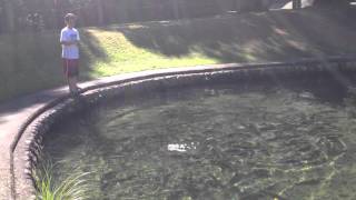 Feeding Fish At The Tongariro National Trout Centre