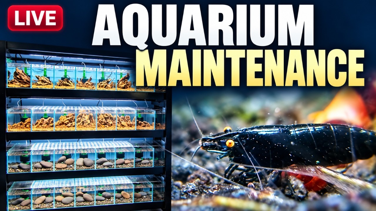 Aquarium Maintenance: What Really Needs Cleaning?