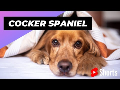 Video: Stilul nou de câine de la Cocker Spaniels Go Nuci pentru