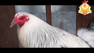 Gallo de pelea de la mejor genetica, elegido por el mejor entrenador y criador de gallos de gt.