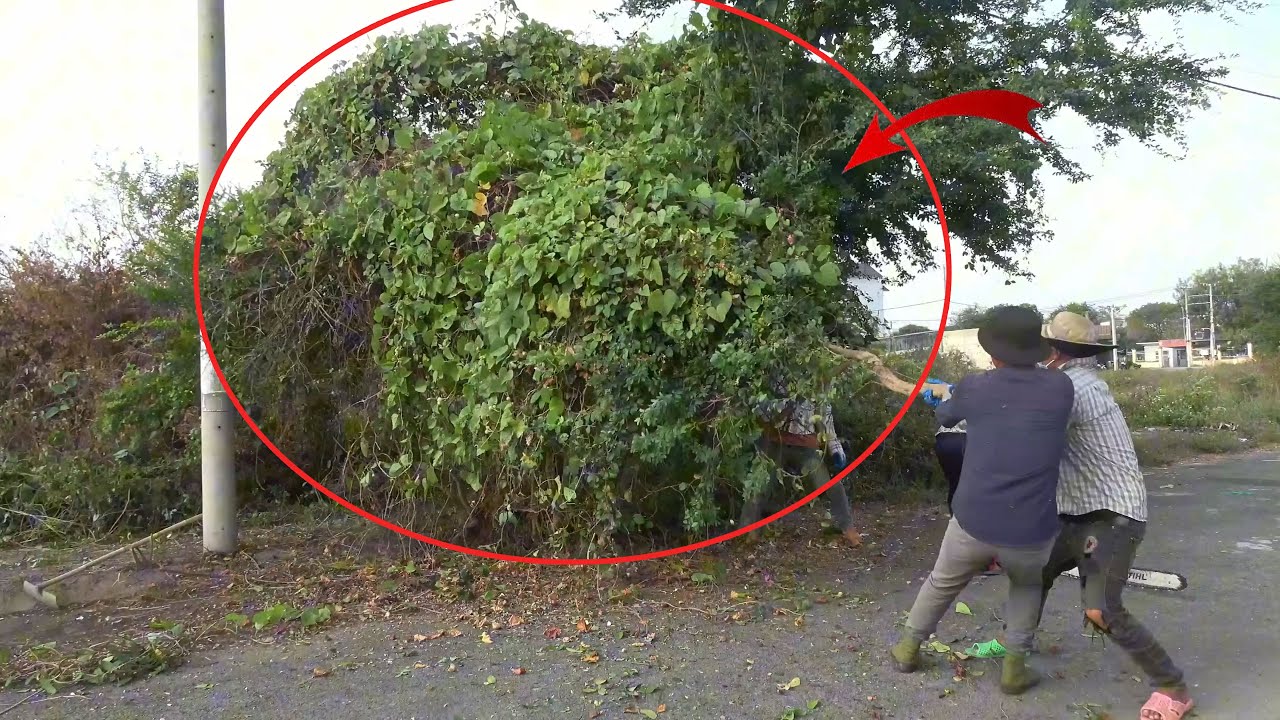 Reviving a Sidewalk Completely Buried by Overgrown Plants | Satisfying ASMR Cleaning