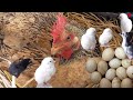 Hen Harvesting Eggs to Chicks Video || Murgi &quot;Roosters And Hens&quot; BORN small Birds || Fishcutting