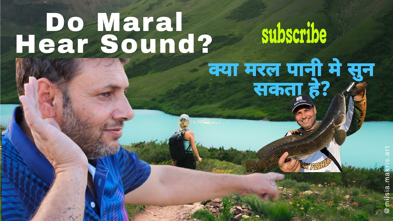 Do Maral Fish Hear Or Feel Sound? क्या मरल पानी मे सुन सकता हे? Sound ...