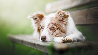 Exploring the Unique Sounds and Reactions of Australian Shepherds PART 2