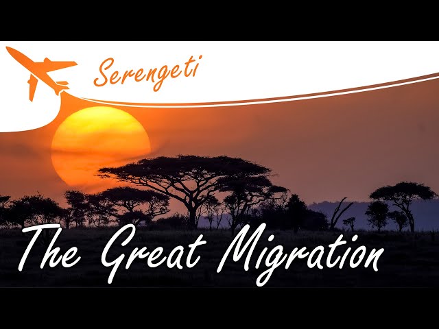 the serengeti's great migration 洋書 Serengeti: The Great Migration | Nature's Greatest Show on