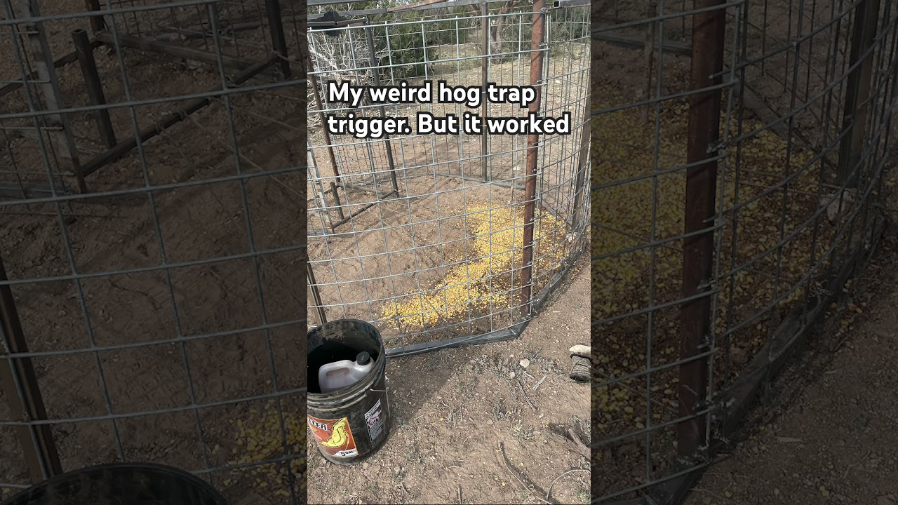 Hog trap trigger set system. 