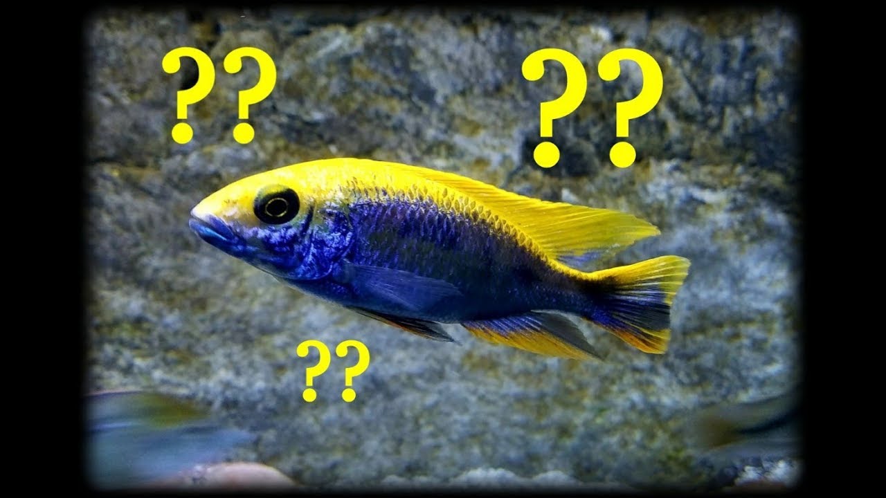 video to gif Guess What Happens In My Fish Tank When I Leave The Room....