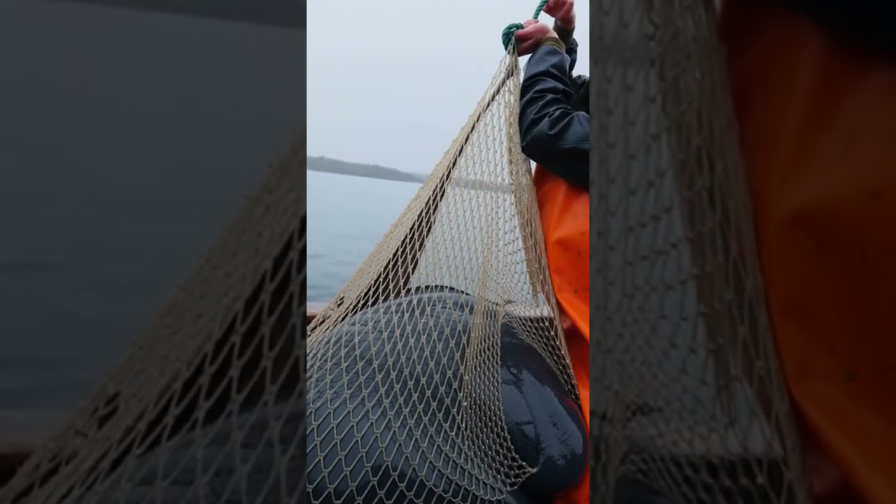 bigg shark in water people 😲 