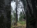 #treefalling #wildlandfirefighter #usfs