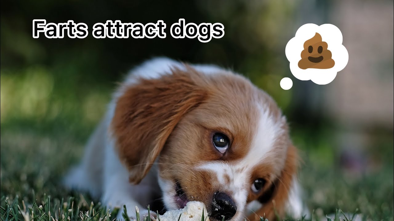 Sounds that attract dogs Farts YouTube