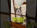 【大惨事】帰宅したら和室が芸術作品になっていた件ｗｗ #猫 #cat #ショート動画 #猫 #ショート動画 #猫のいる暮らし #猫のいる暮らし #猫のいる生活 #ねこ #可愛い #可愛い #癒し