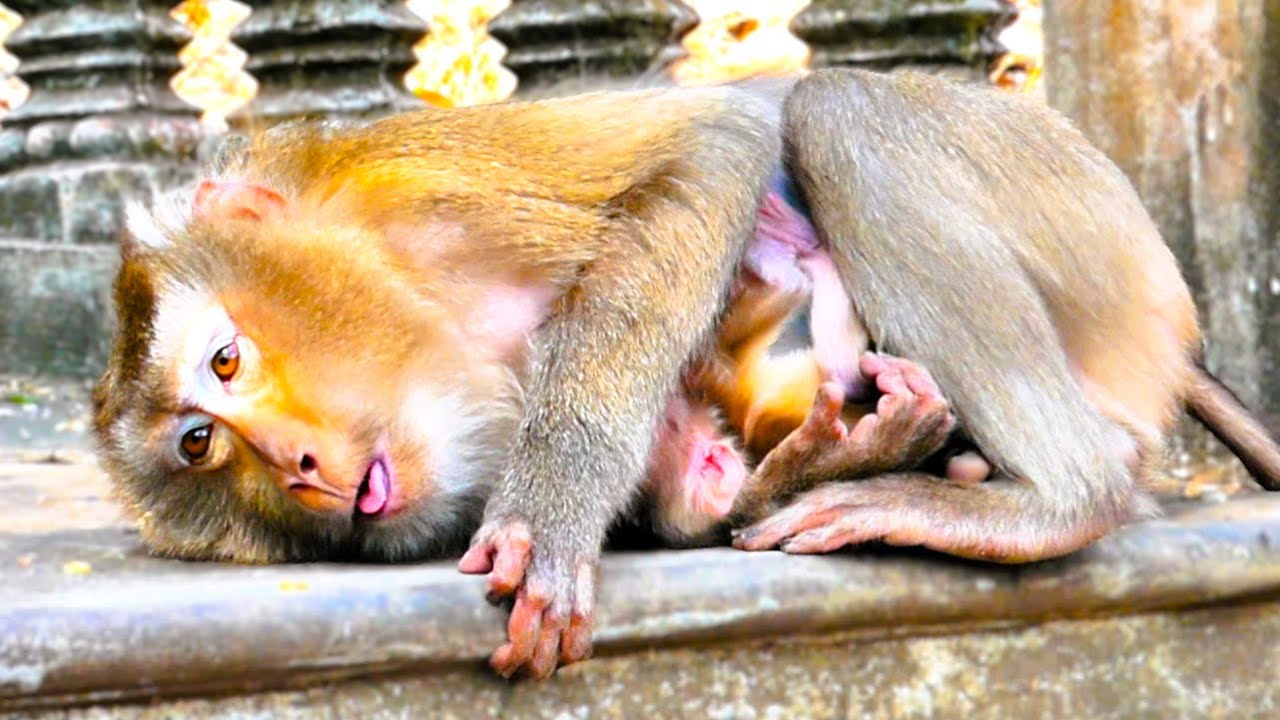 What Happened to the Mother Monkey After Giving Birth?