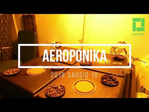 Video: Hidroponikos Ir Aeroponikos Skirtumas