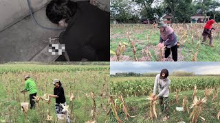 Download Lagu OLEH TOKEK SOKO OMAH E MBAK ENDAH LANJUT PANEN JAGUNG E PAK LURAH 🥰🤗 MP3 Download Lagu OLEH TOKEK SOKO OMAH E MBAK ENDAH LANJUT PANEN JAGUNG E PAK LURAH 🥰🤗 MP3