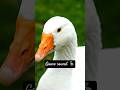 duck sounds 🦆#trendingshorts #goose #shorts #animals #viral