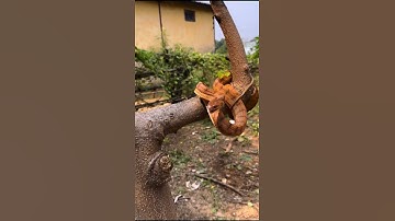 Furious Snake Strikes Back!Watch the Intense Moment #snakesaver #reels #snakeconservation #wildlife
