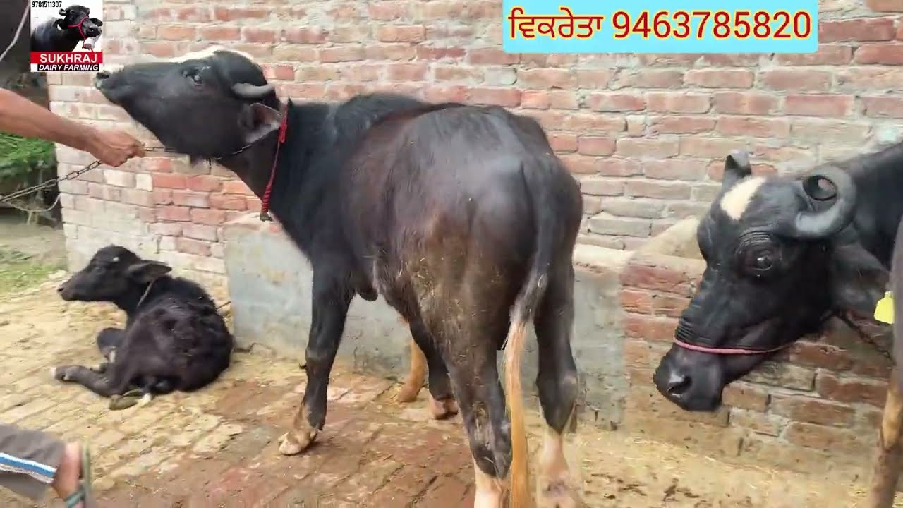 ਨੀਲੀ ਰਾਵੀ ਕੱਟਾ ਵਿਕਾਊ ਮੱਝ ਸੇਲ ਹੋਗਾਈ #sukhrajdairyfarming 