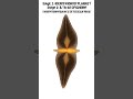Regeneration in planaria #biology #shortvideos #science #study #shorts