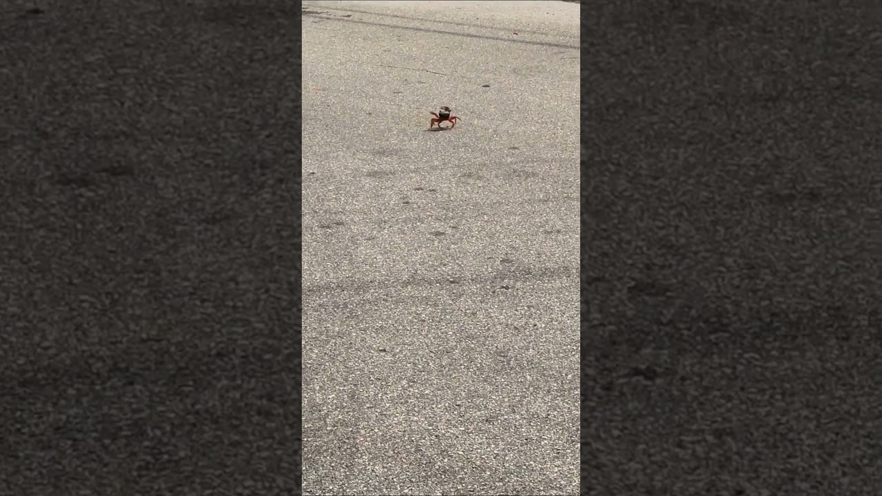 sum crab on the road