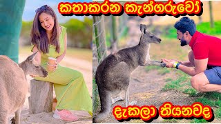 කත කරන කනගරව අමමලත එකක එයලට කවප හට-Sangeeth Dini Vlogs