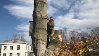 Taking Down Our European Copper Beech Tree Part 29 ... Zehr Estate, Waverly NY