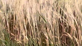Nature of the sounds of wind blowing in wheat farm!