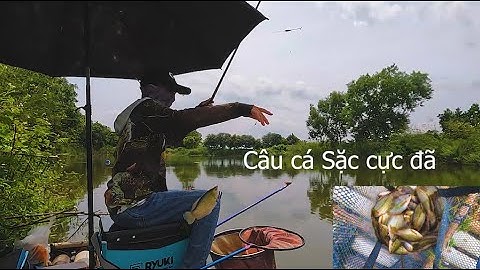Những pha câu cá Sặc cực hấp dẫn | Điểm câu hiếm ai biết tới