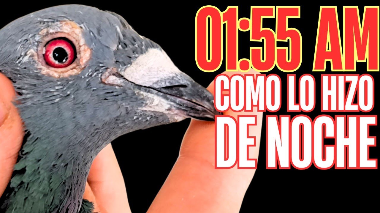 PALOMA MENSAJERA HACE LO INCREÍBLE! CHARLA CON JUAN C. SALAZAR P1