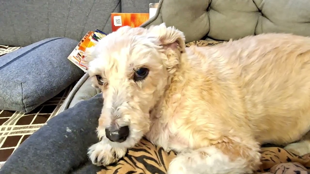 Maja przechodzi atak Padaczki. Jak pomóc psu w takiej sytuacji - film poglądowy.