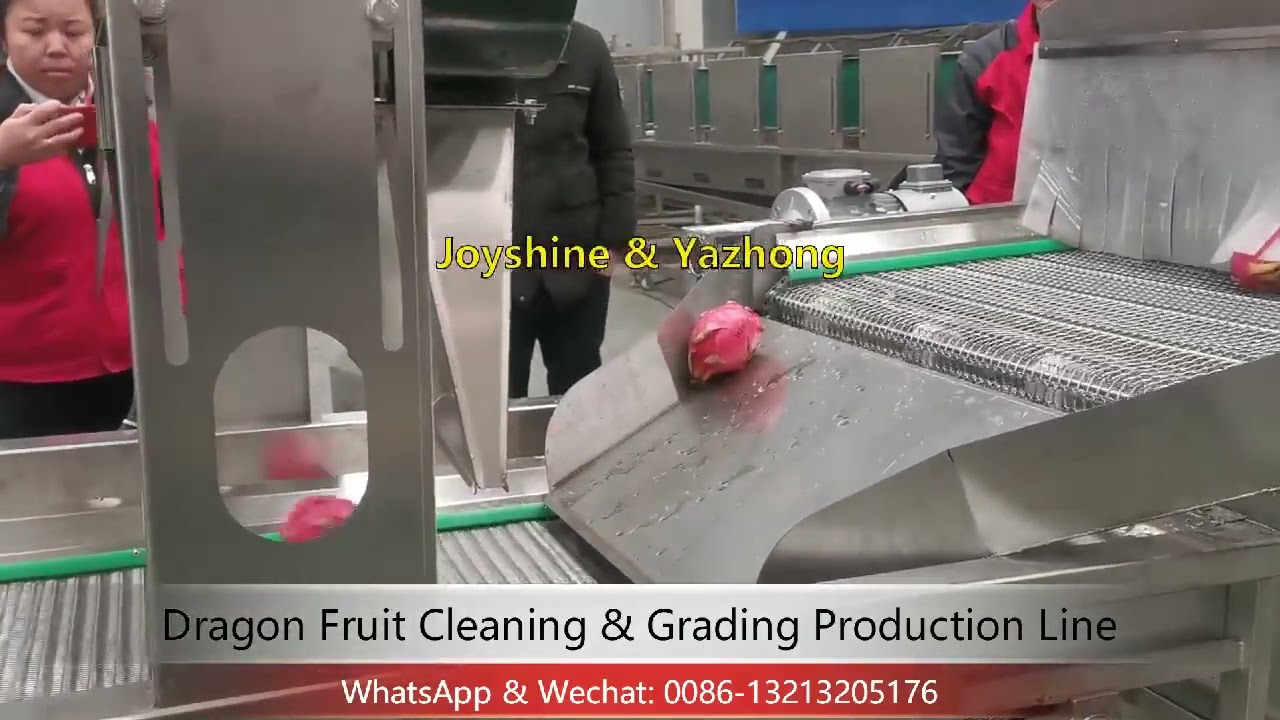 Dragon Fruit / Pitaya Cleaning & Grading Production Line / Fruit Washing & Drying Line