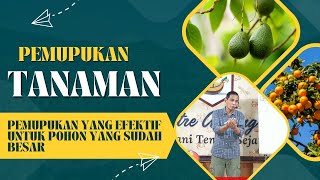 Pemupukan yang efektif untuk Pohon yang sudah besar