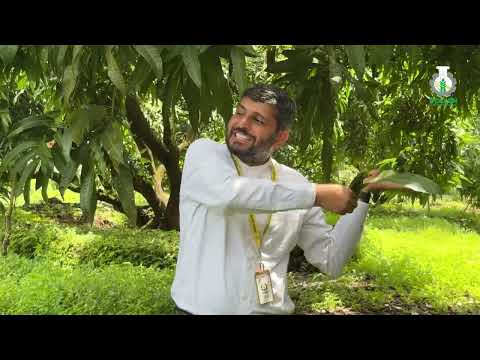 आंबा व्यवस्थापन : सद्य परिस्थिती, मोहोर आणि पालवी व्यवस्थापन | Pollen Kisan