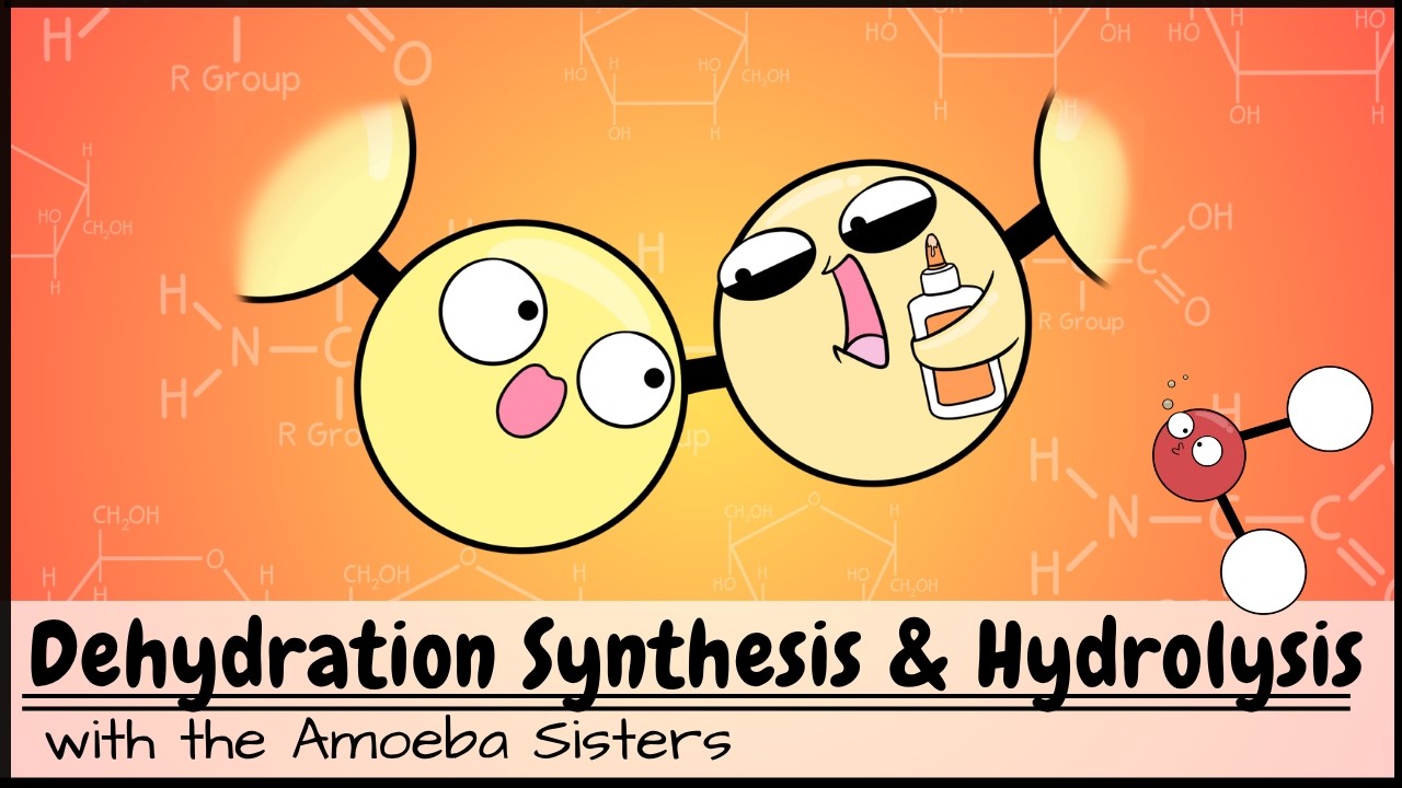 Dehydration Synthesis and Hydrolysis
