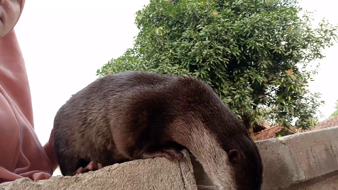 Otter Hewan Pandai Dan Penyanyang Youtube