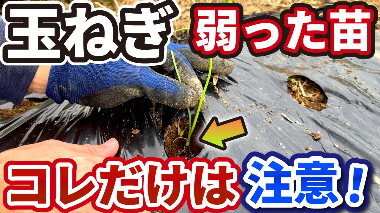 玉ねぎ】しなびた弱った苗も丈夫に育てる方法！ - YouTube