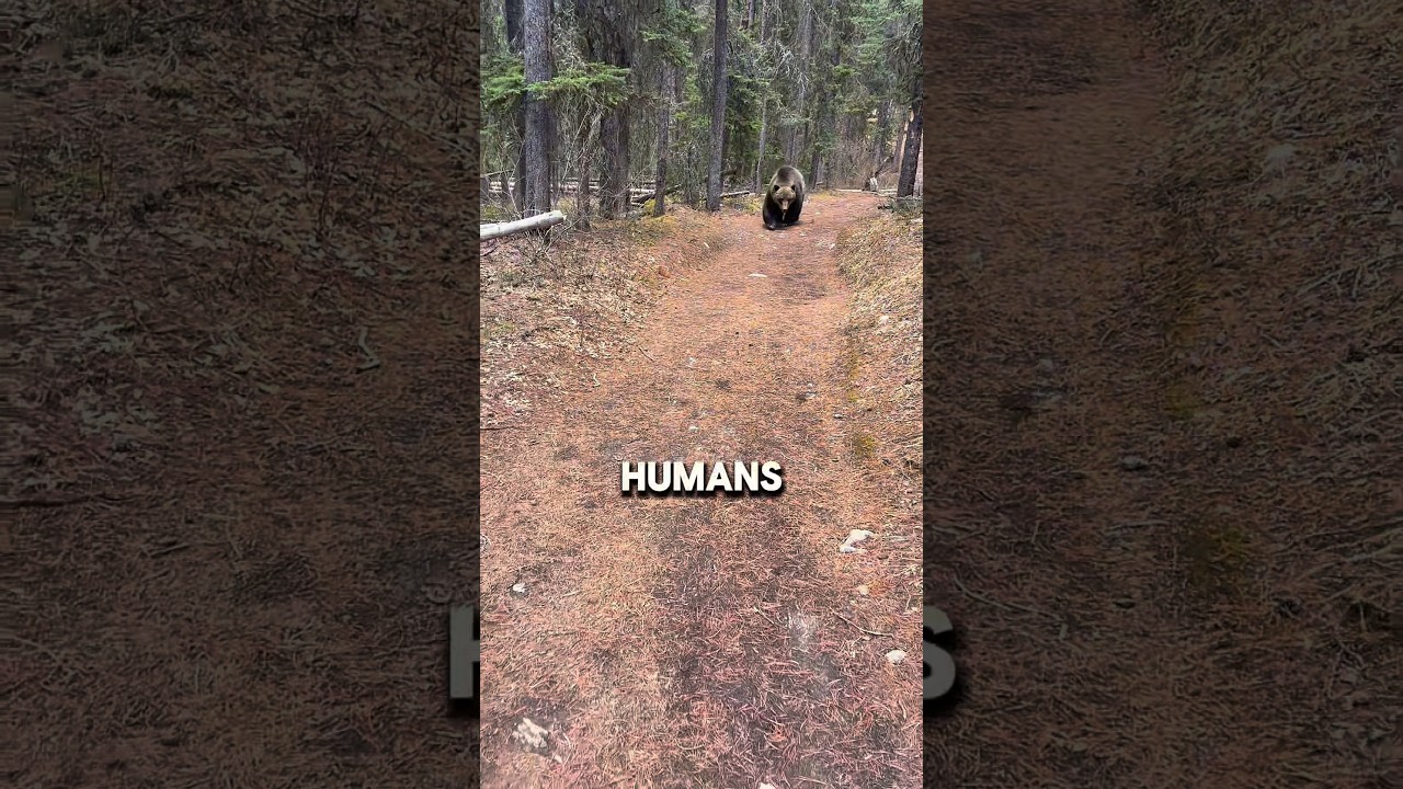 The Dark Reason Rescuers Terrify Bears! 🐻⚠️ #shorts