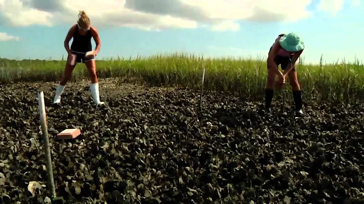 A Day in the Life of an Oyster Researcher: Dr. David Kimbro and his crew's October Push- On the Reef