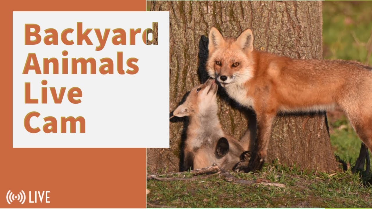 HD Backyard Animals Live Cam YouTube