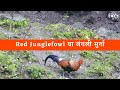 Red Junglefowl  l  जंगली मुर्गा