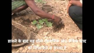 Top dressing of fertiliser in ridge gourd cultivation Odia VARRAT (Hindi subtitle)