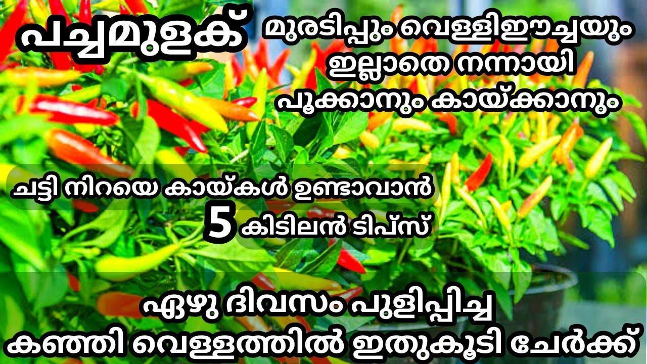 കീടബാധ ഒന്നുമില്ലാതെ പച്ചമുളക് നന്നായി പൂക്കാനും കായ്ക്കാനും അടിപൊളി വളം / Pachamulaku krishi