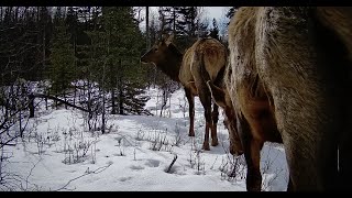 Trail Camera Video - Mar 30, 2024