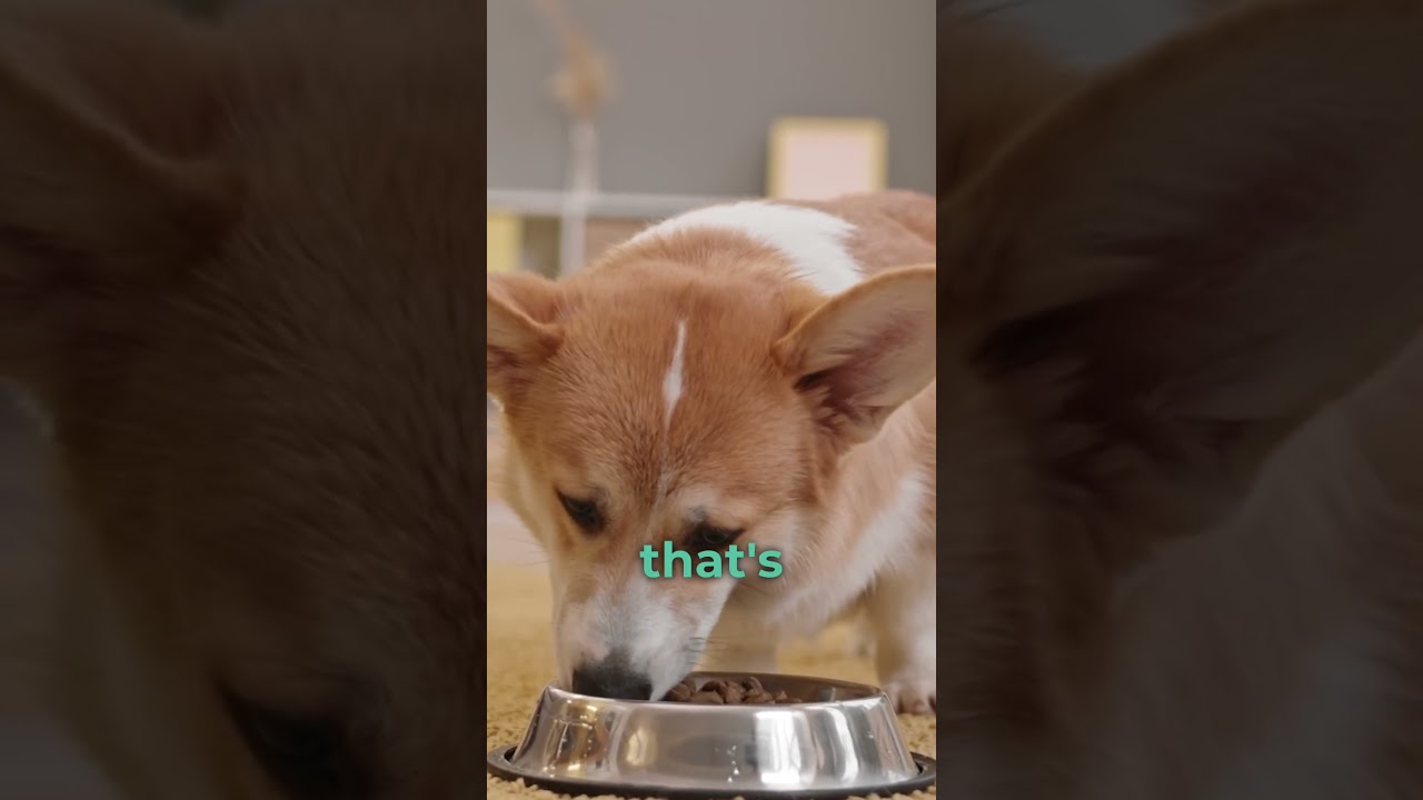 How Pet Nutrition Trends Start