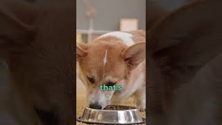 How Pet Nutrition Trends Start