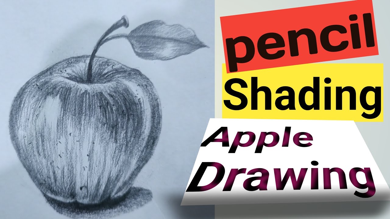 Apple On A Saucer - Pencil Drawing Drawing by Lesley Evered - Pixels