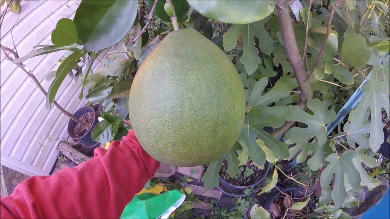 Yellow strawberry guava wampee pomelo che etc Sep 20th 2018