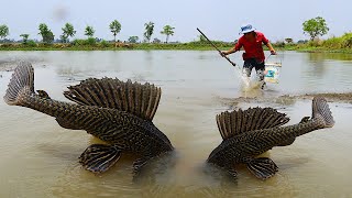 Best Fishing today  A fisher man catch mud fishes under soft ground at lake meets hard skins fishes