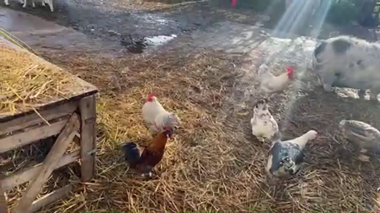 Wednesday morning rush hour live at the farm