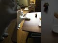 いたずら てんちゃん#shorts#shortsmovies#short #cat#ショート動画猫