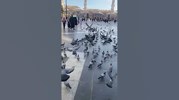 ليتني في سرب الحمام مكة المكرمة القرآن الكريم 
